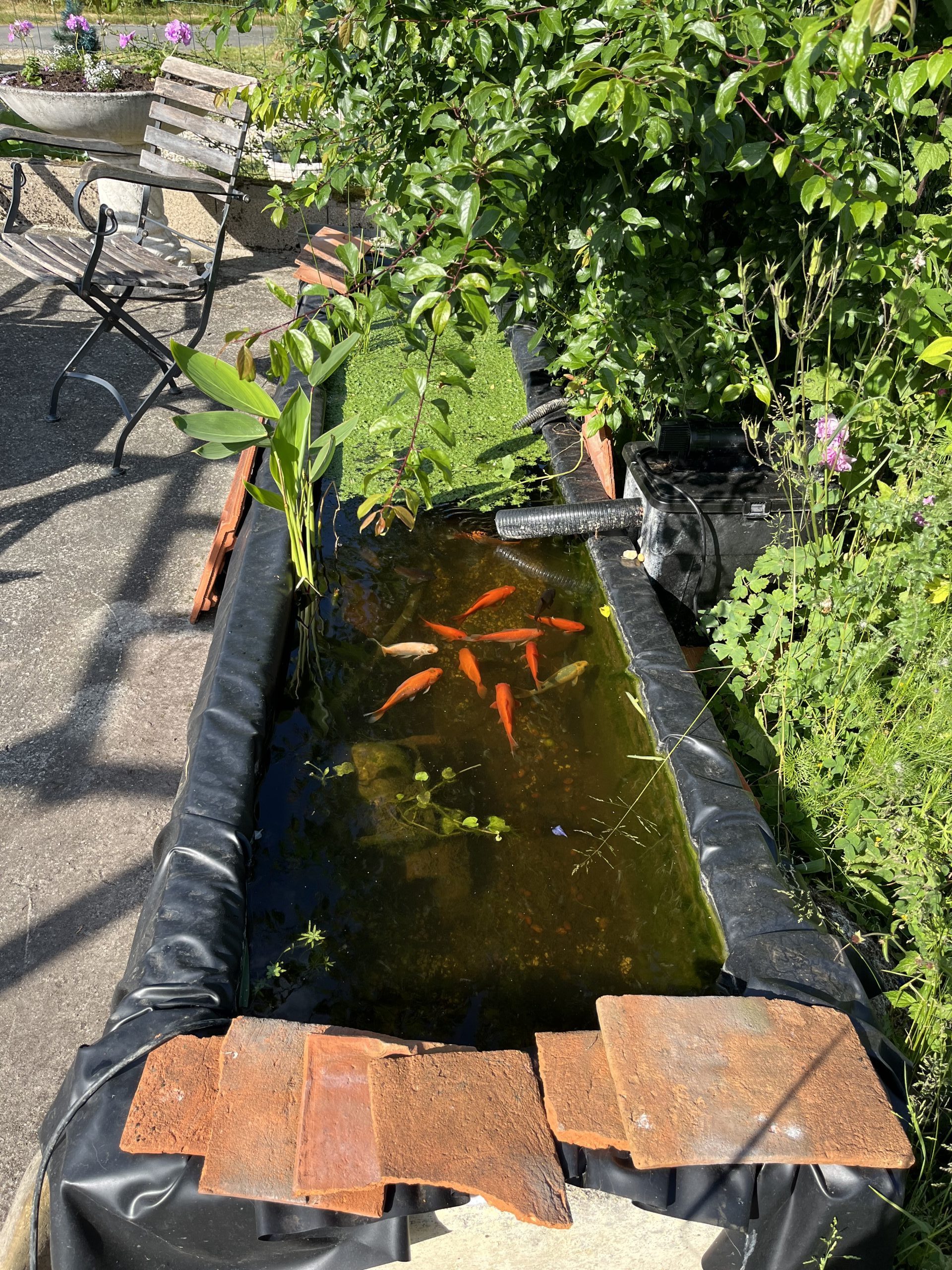 Fischteich bei chambres d'hôtes A l'Epoque